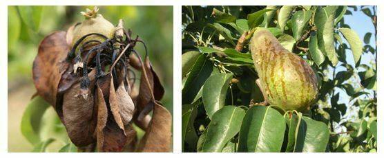 fuego bacteriano peral|pear-3560106_960_720|image001 (1)|Logo FUPEBRO